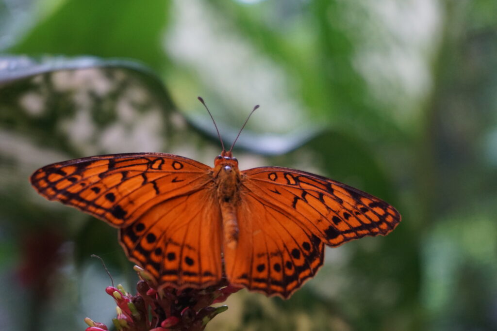 Mariposa del Mariposario del Valle