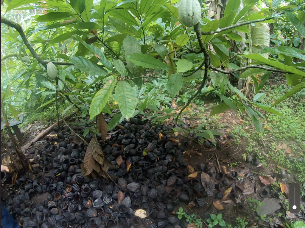 Plantación de Cacao en Bocas del Toro